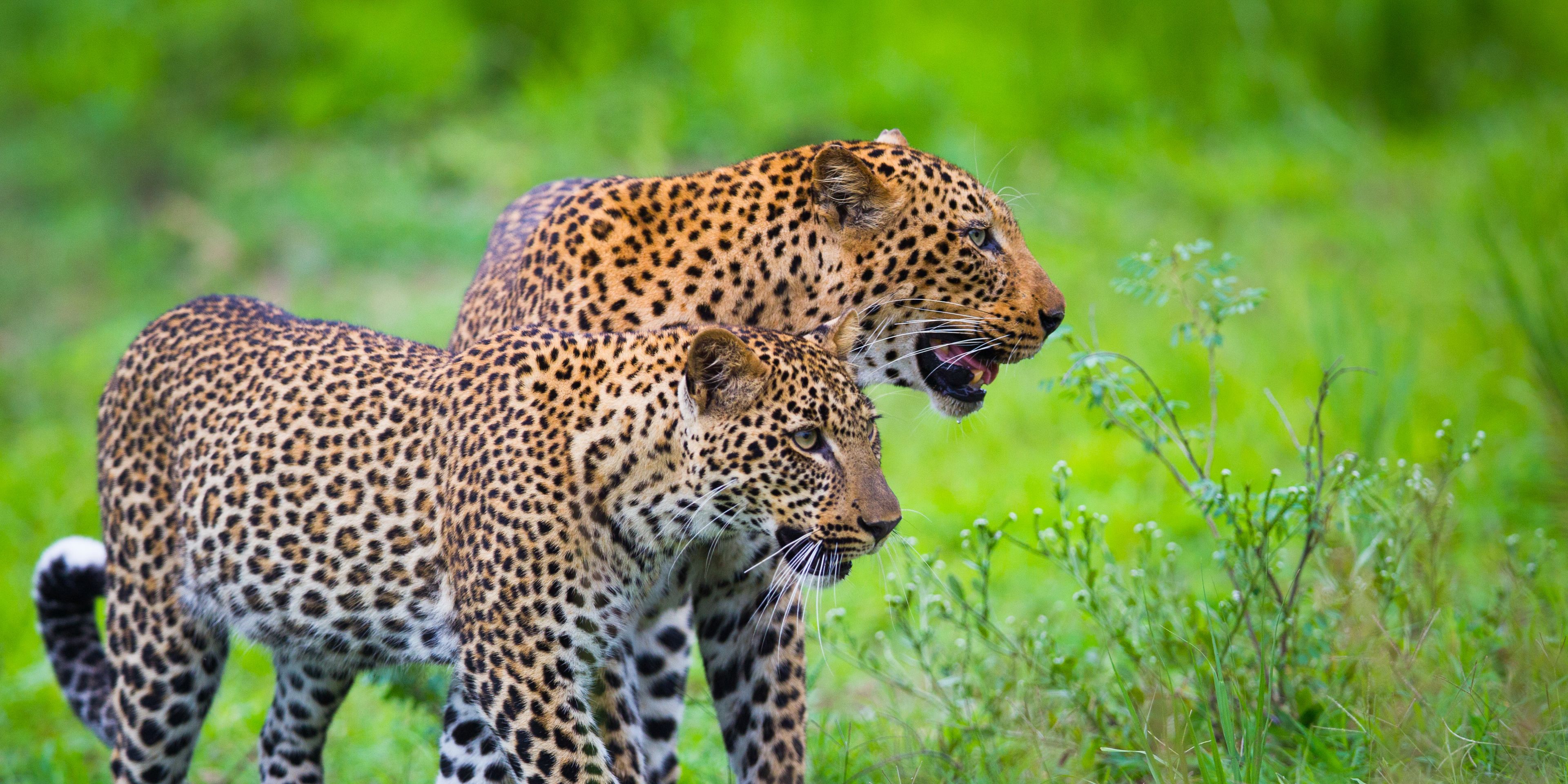safari-sambia-south-luangwa-lower-zambezi-leoparden-natucate