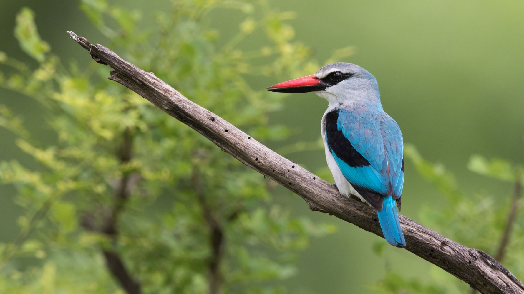 travel-guide-malawi-liwonde-nationalpark-kingfisher