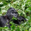 region-bwindi-national-park