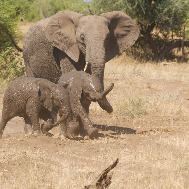 erfahrungsberichte-suedliches-afrika-fgl1-rangerausbildung-junge-elefanten-natucate