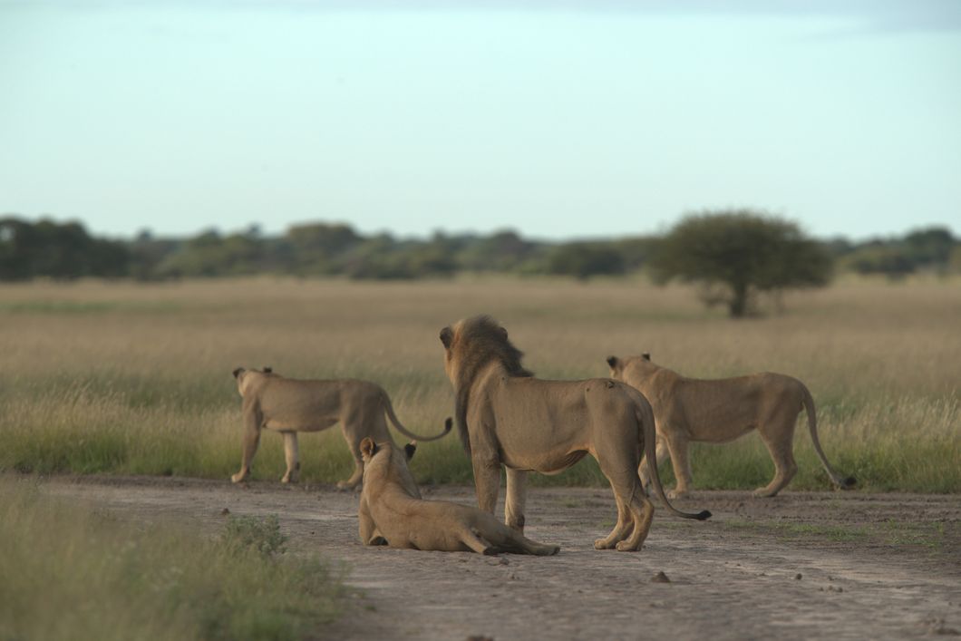 safari-botswana-okavango-delta-northern-highlights-lions-natucate