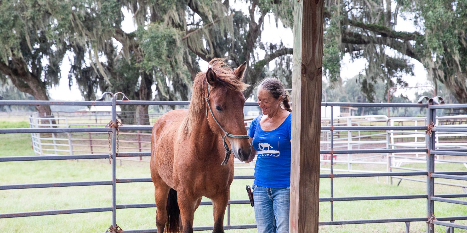 Ein brauner Mustang wird von einer Voluntaerin ausgeführt