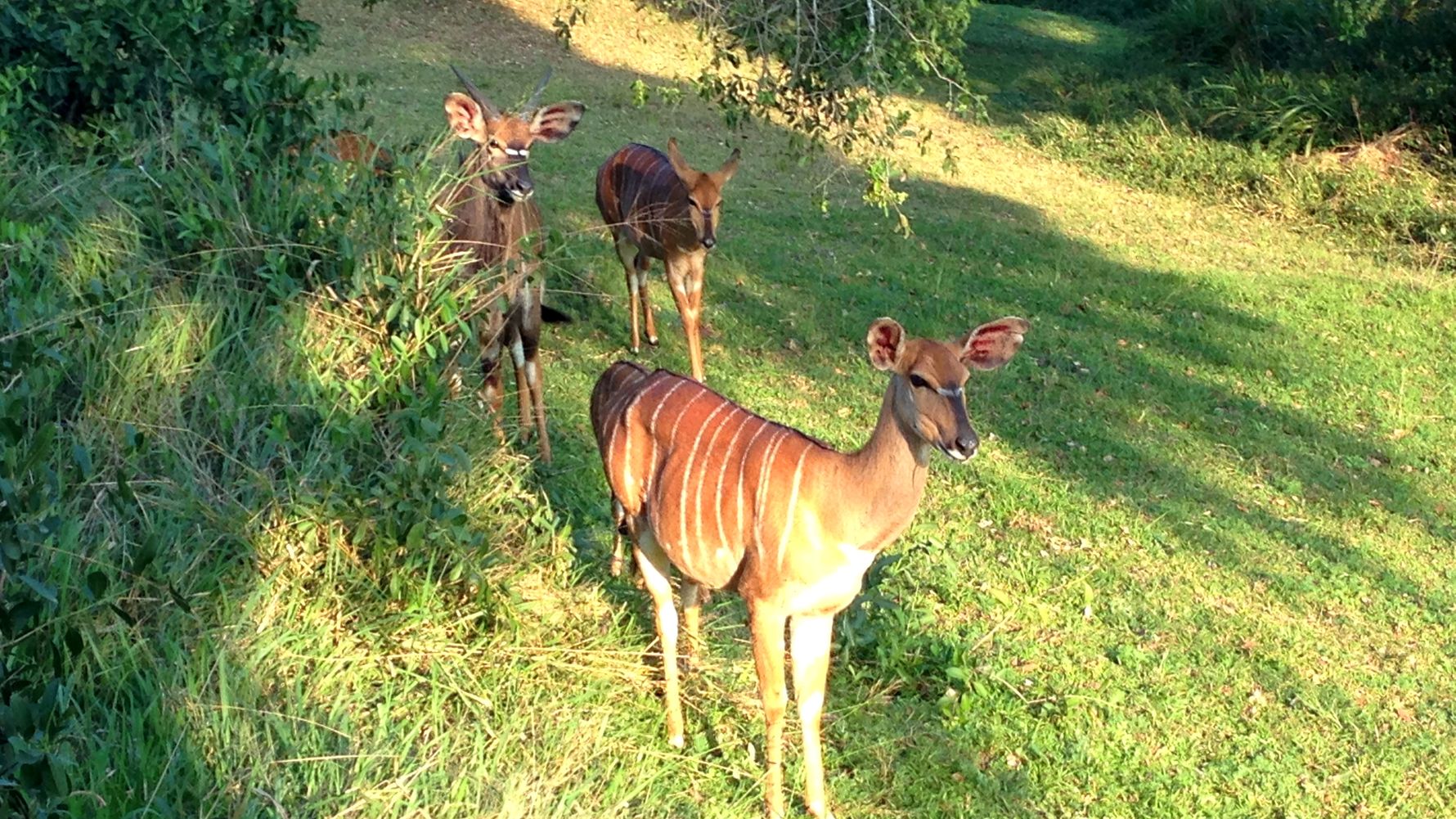 freiwilligenarbeit-suedafrika-erfahrungsbericht-kundenfotos-artenschutz-impala-natucate