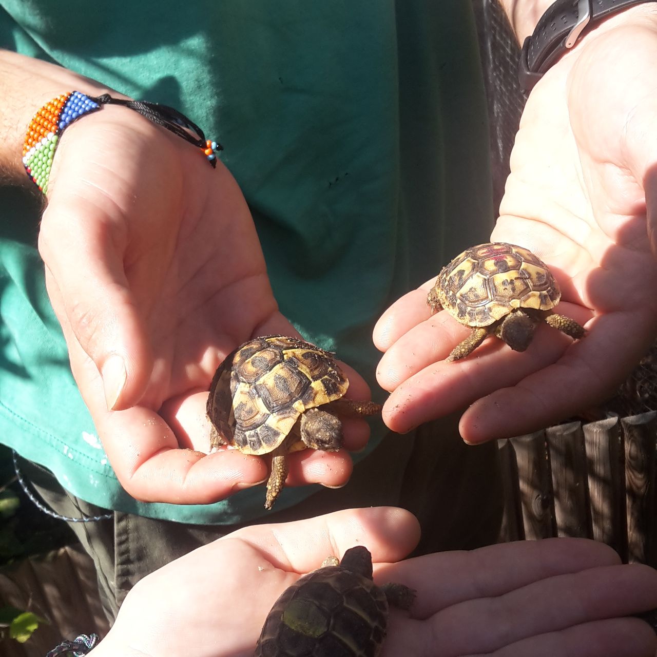 erfahrungsberichte-freiwilligenarbeit-spanien-valencia-naturschutz-alenya-kleine-schildkroete-natucate