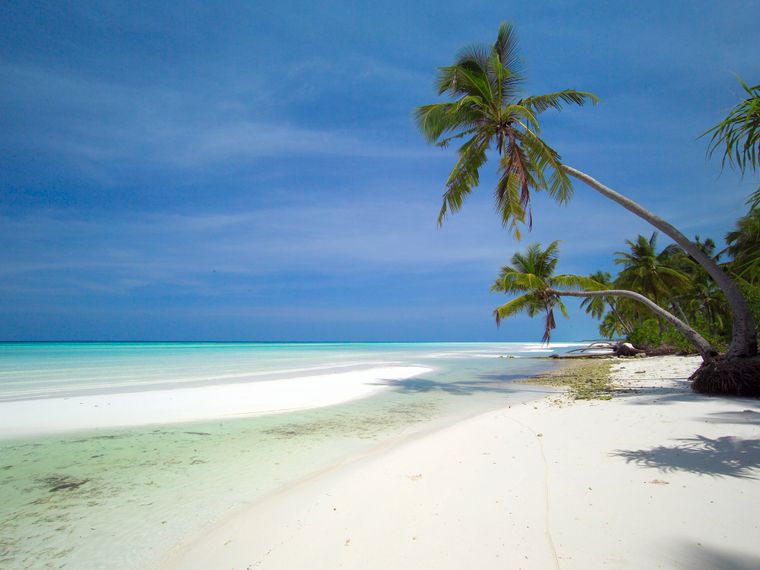 Malediven Strand und zwei Palmen