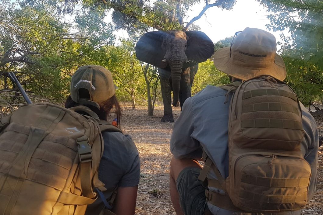 Students of the African Bush Experience course in South Africa observing an elephant in the wild