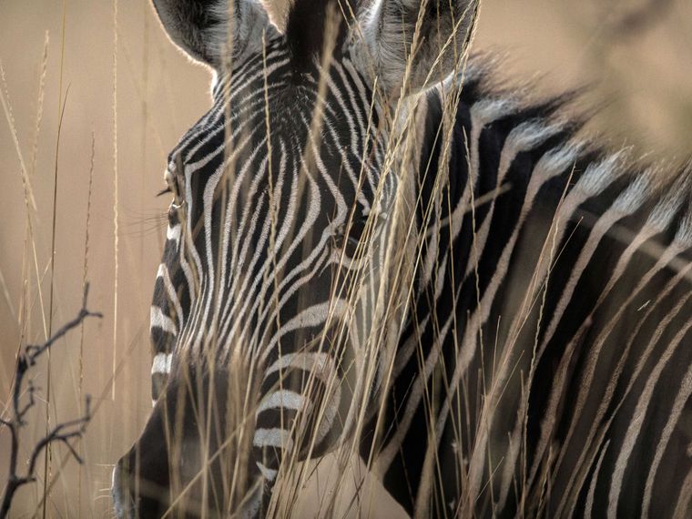 blog-ratgeber-safari-sambia-fuenf-gruende-zebra-natucate