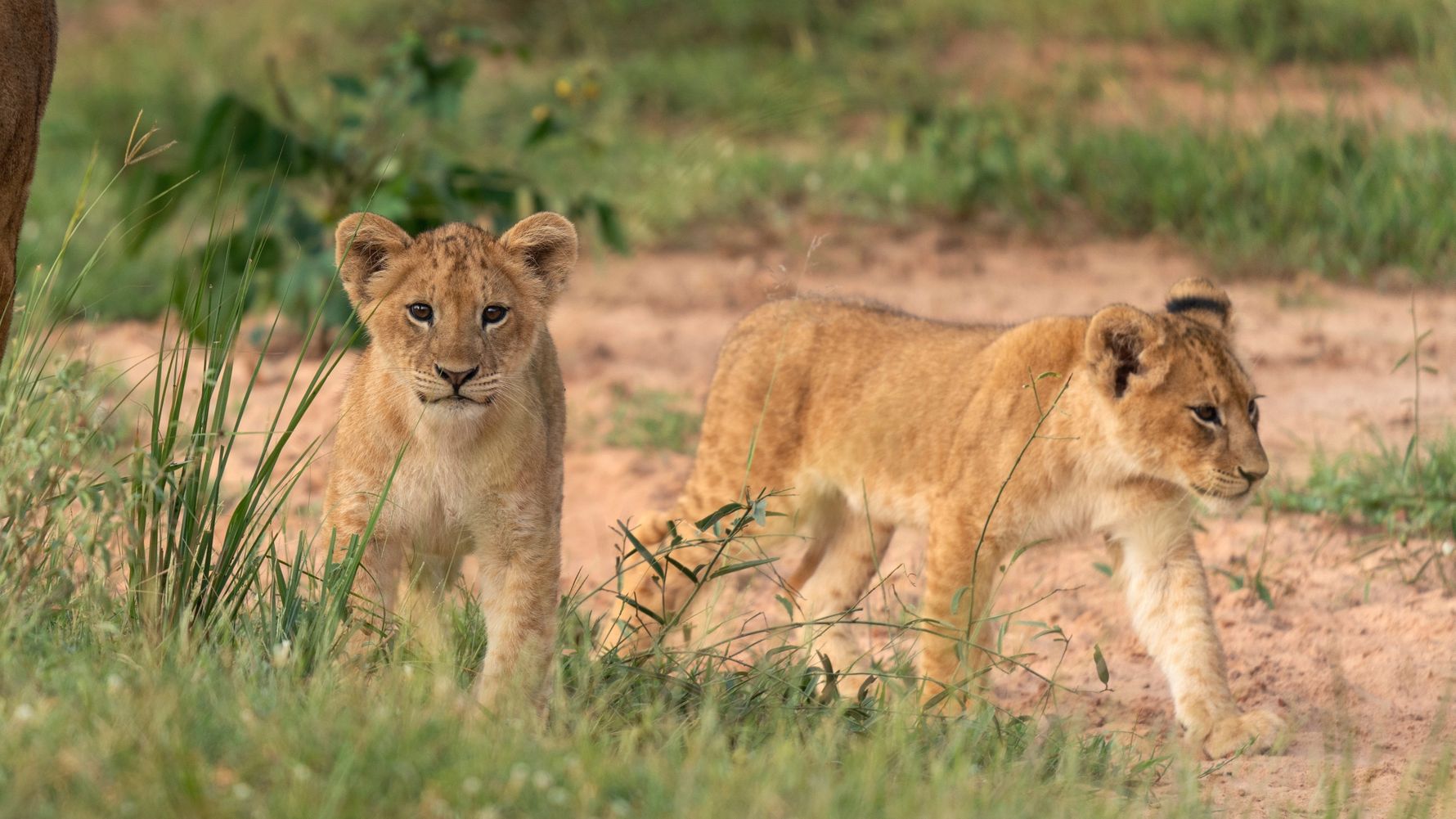 Two lion cubs