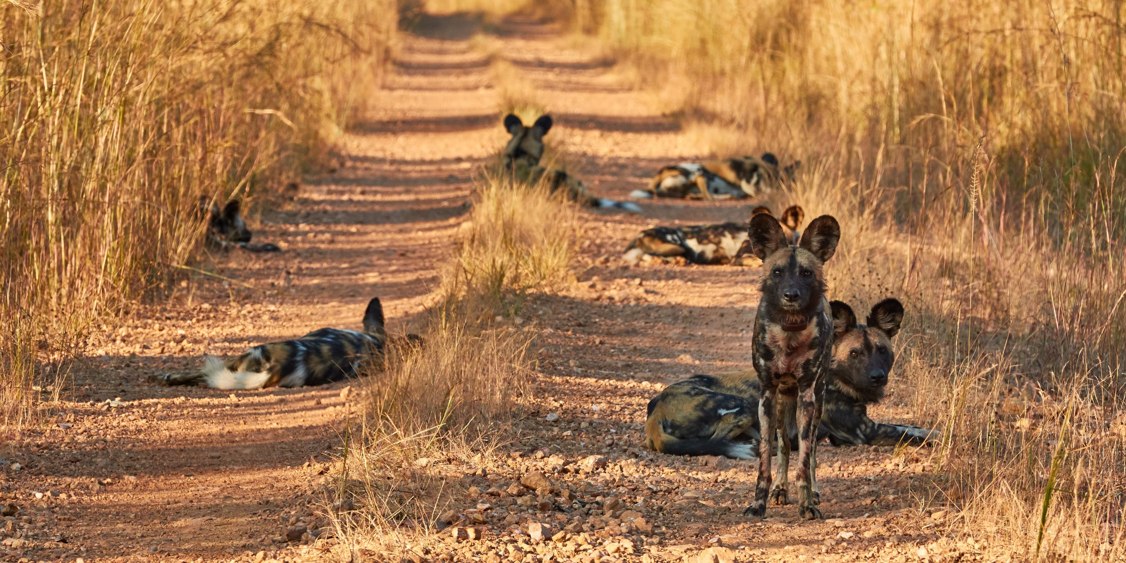 safari-botswana-delta-delights-okavango-wilderness-wild-dogs