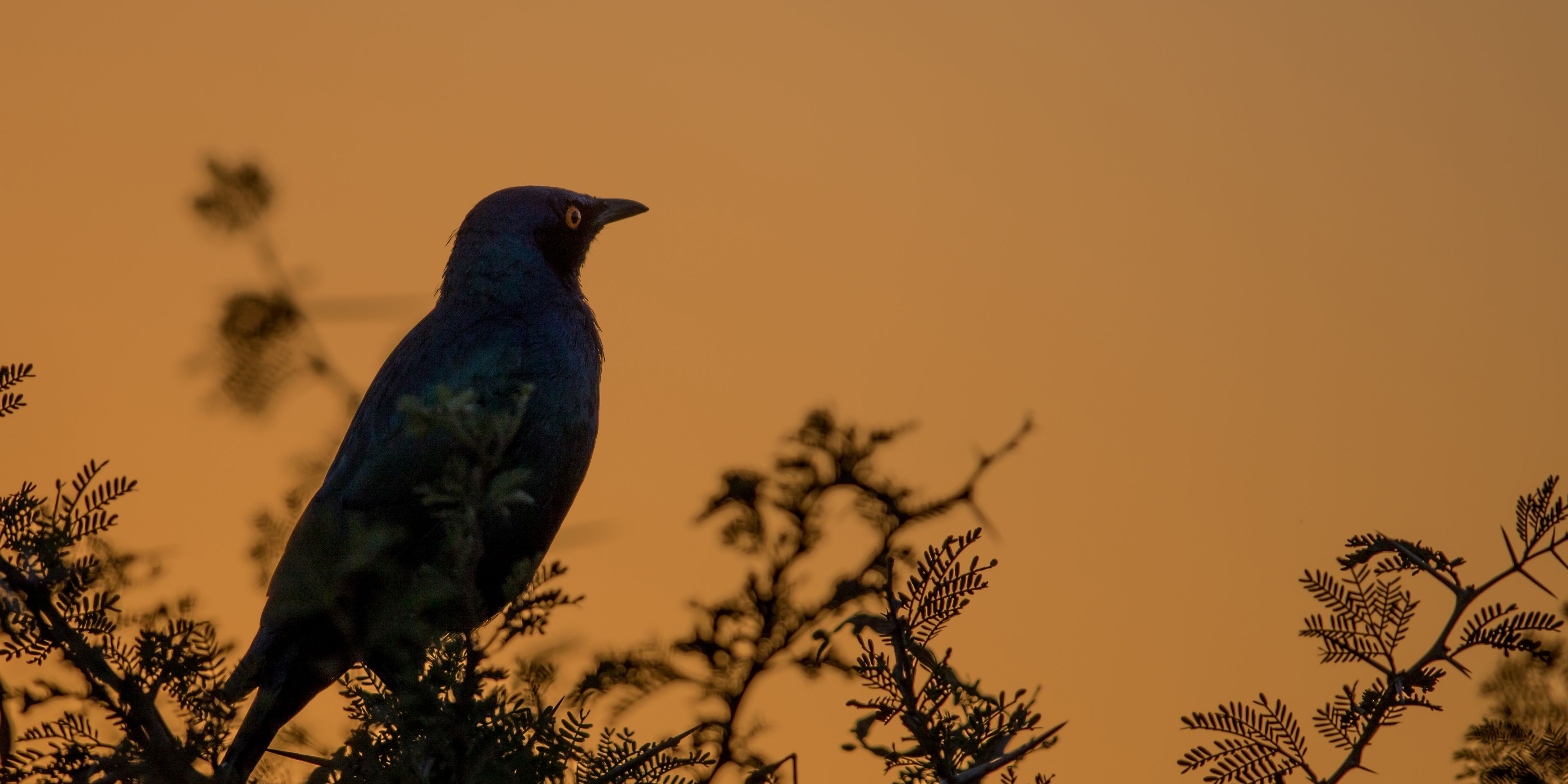 safari-botswana-zu-fuss-durchs-okavango-delta