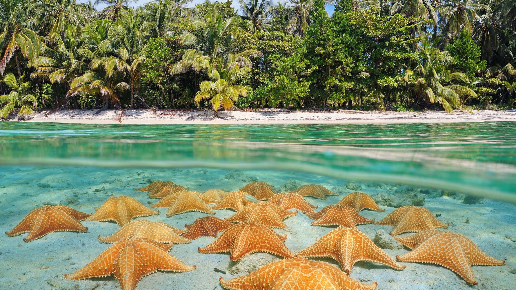 Starfish beach