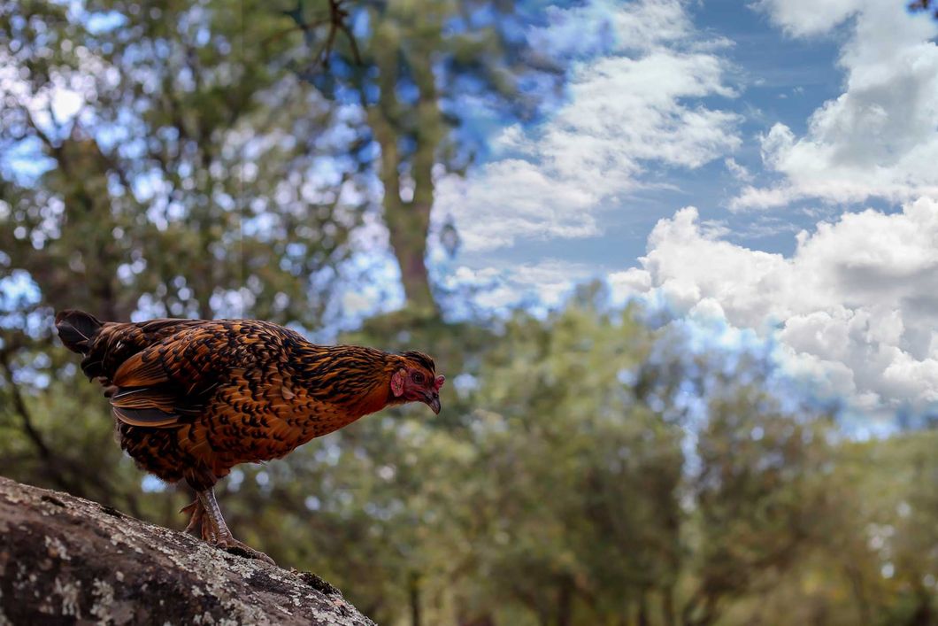 A chicken is sitting on a rock on the grounds of our animal welfare project in Northern California.
