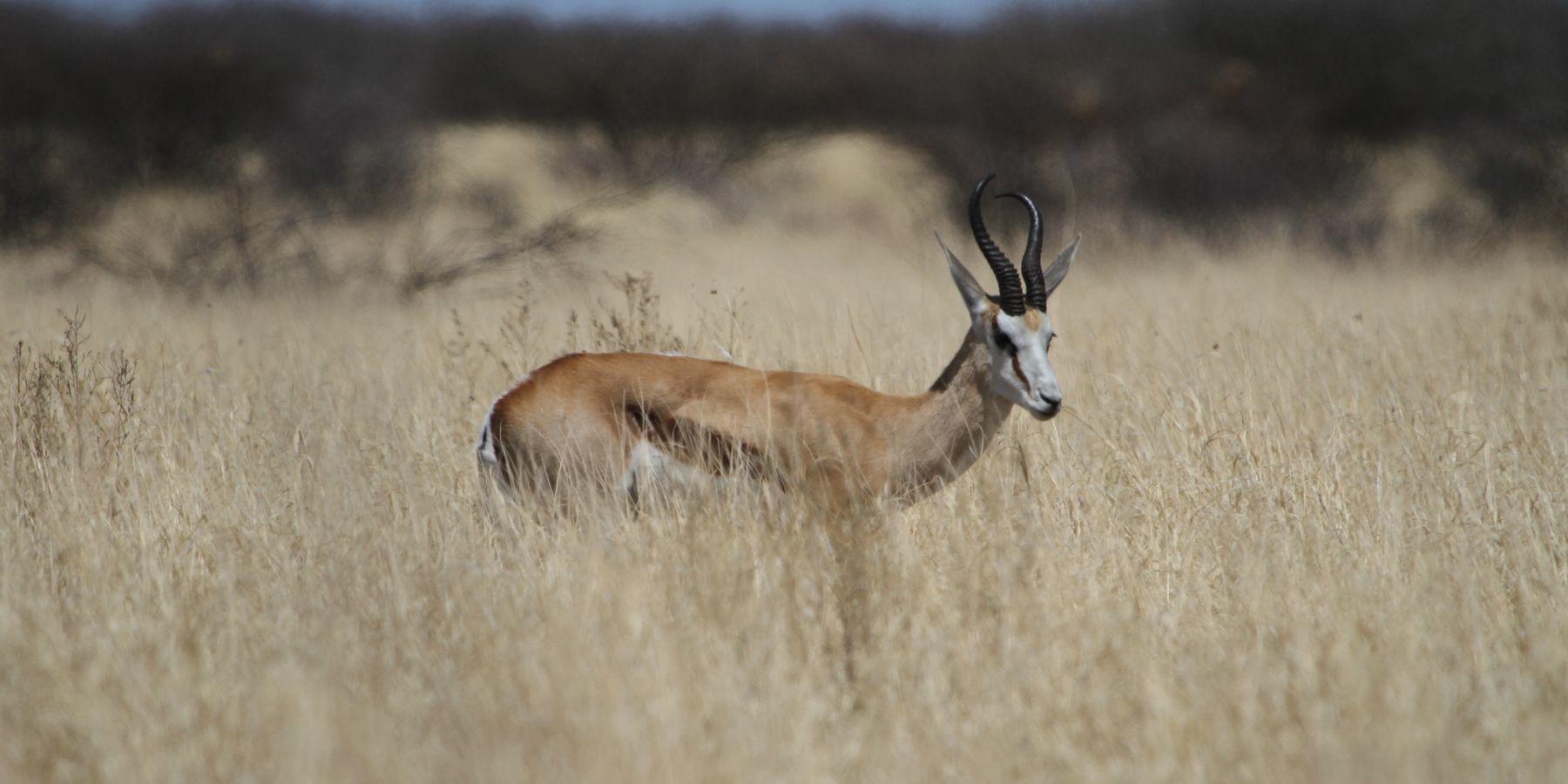 A single springbok from the Kalahari in South Africa