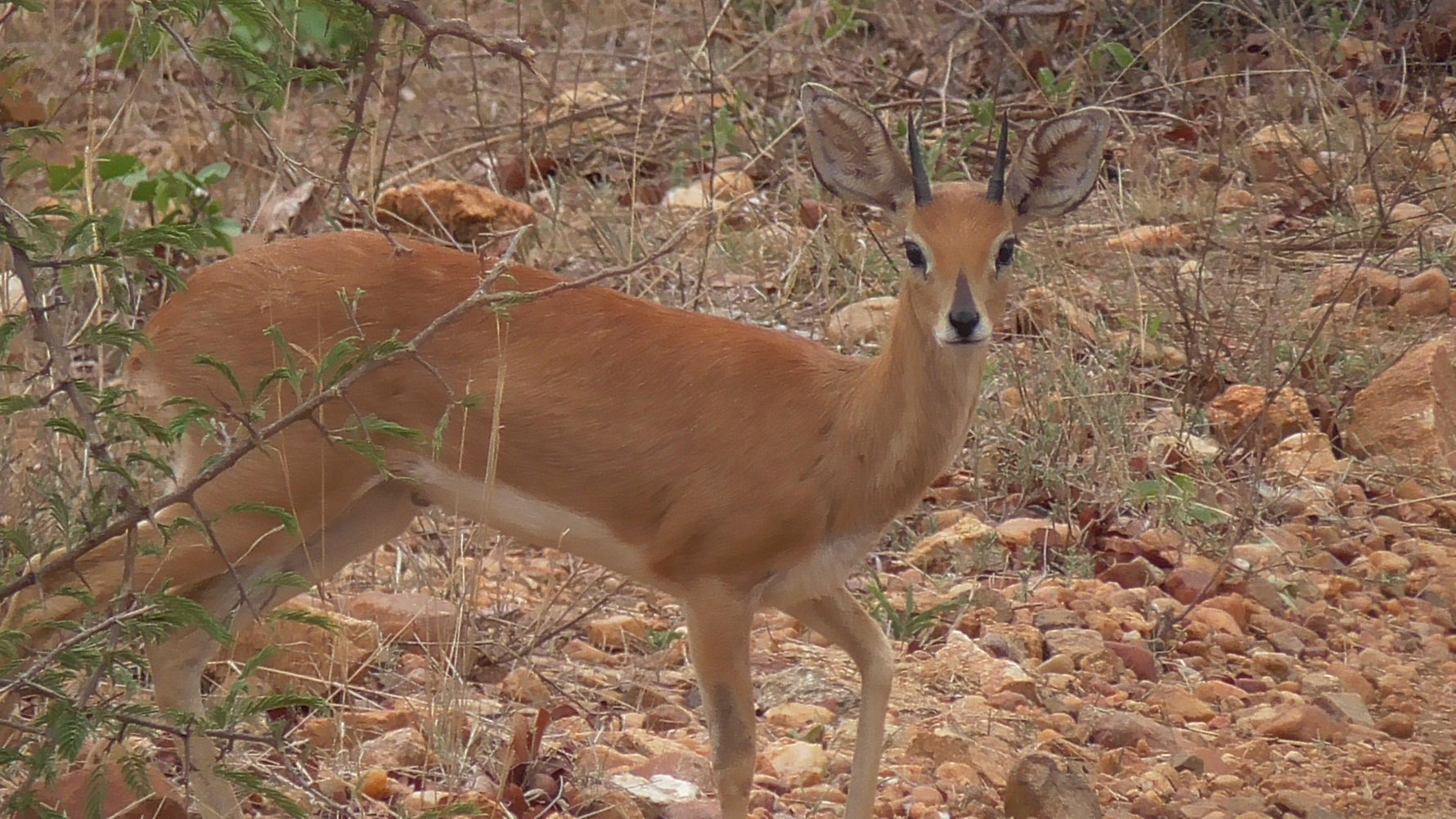 erfahrungsberichte-suedliches-afrika-fgl1-rangerausbildung-antilope-natucate