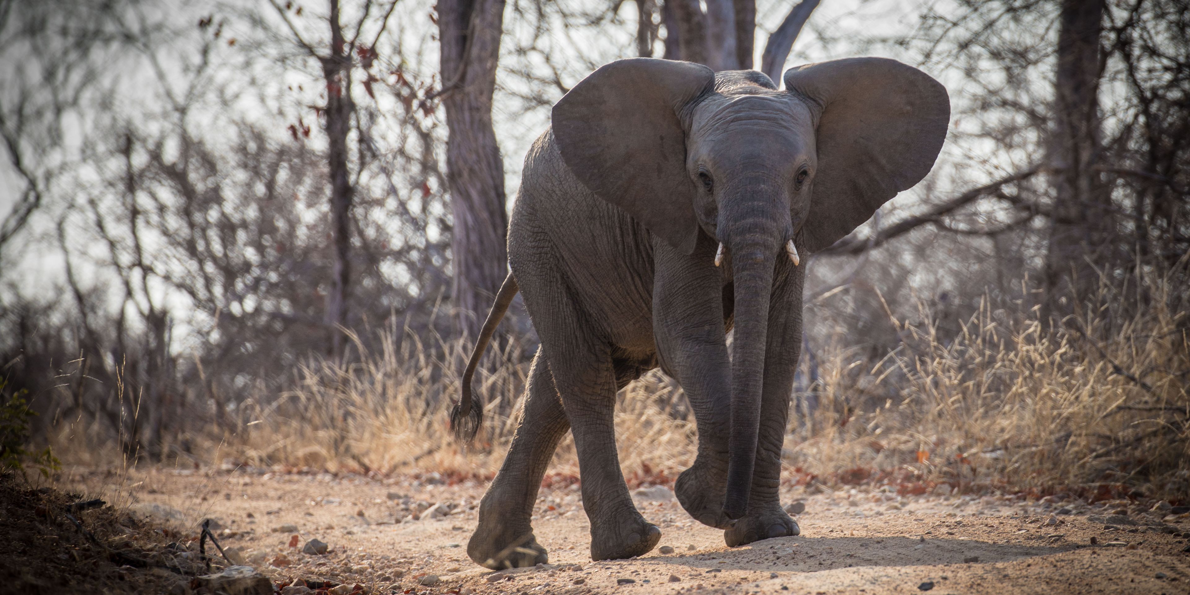 Ein kleiner Elefant ueberquert einen Weg im afrikanischen Busch