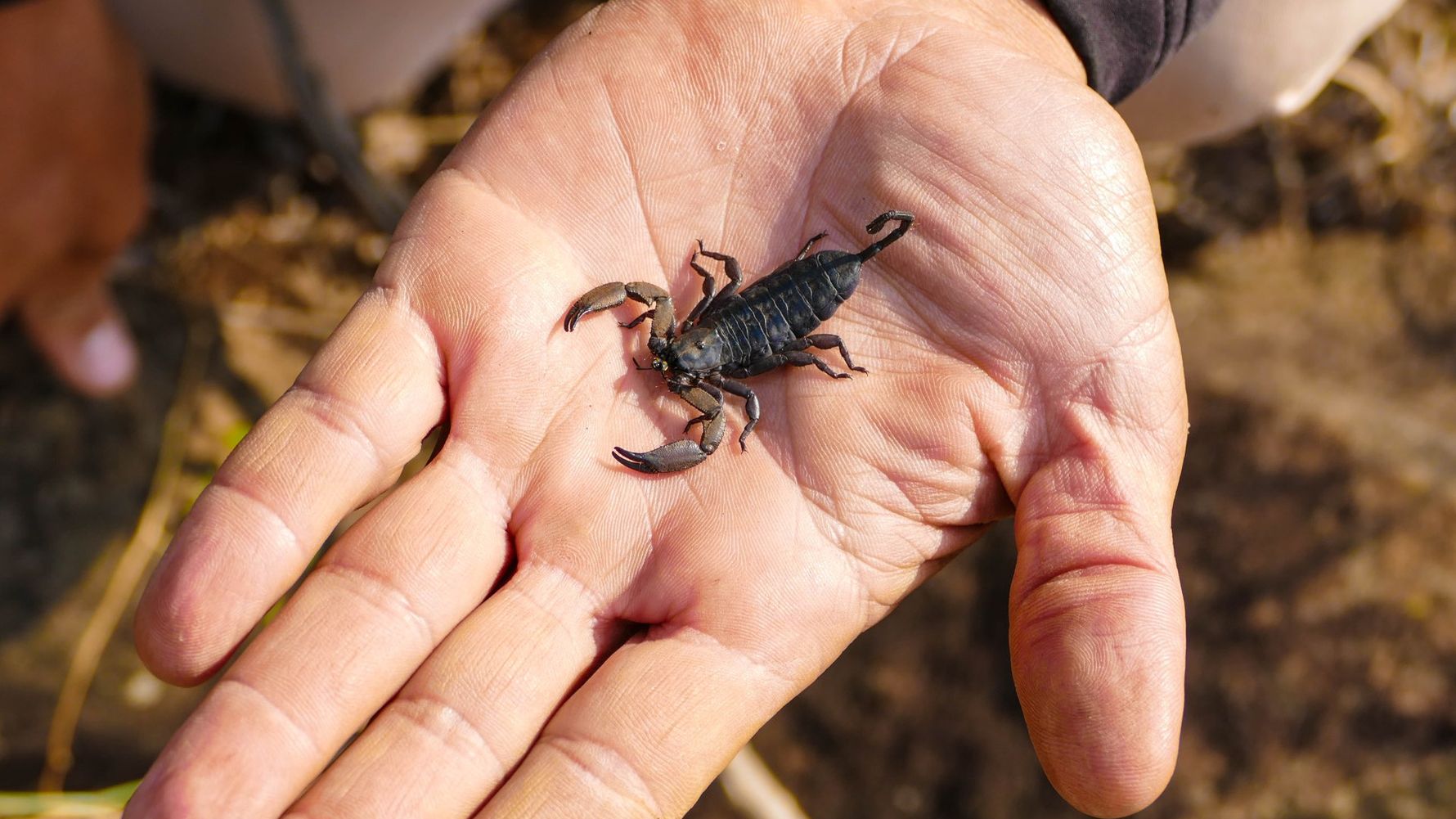 erfahrungsbericht-suedafrika-rangerausbildung-kundenfotos-skorpion-natucate