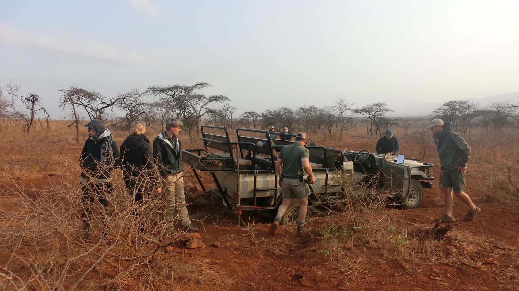 Volunteering: Drei Geparden stehen in der Savanne