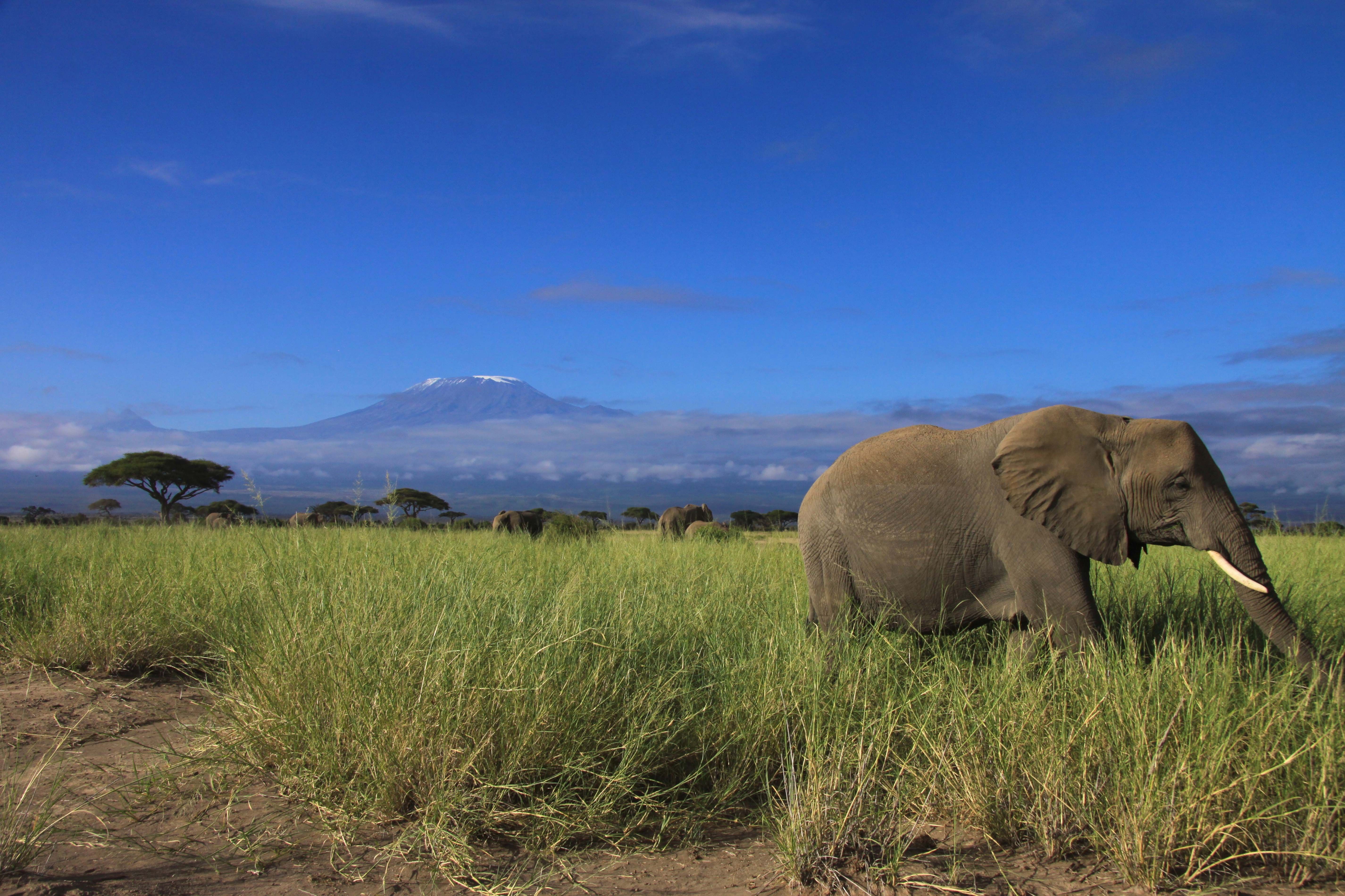 Afrikanische Safari Landschaftsmalerei