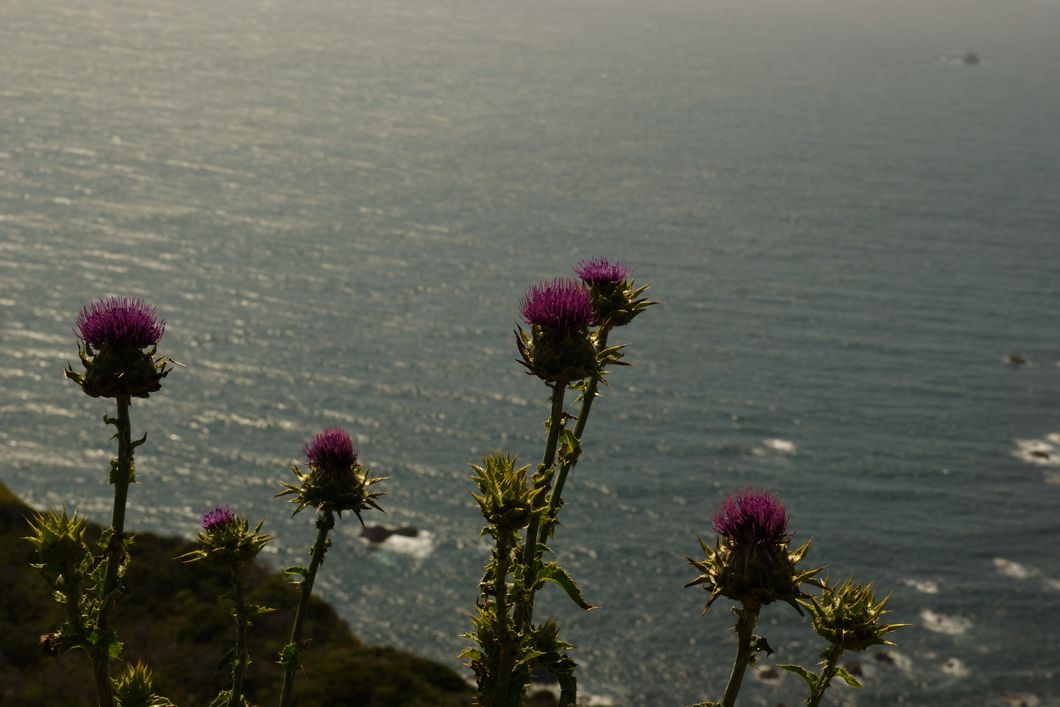 US West Coast: Looking over the Pacific Ocean, purple plants blossoming in the front