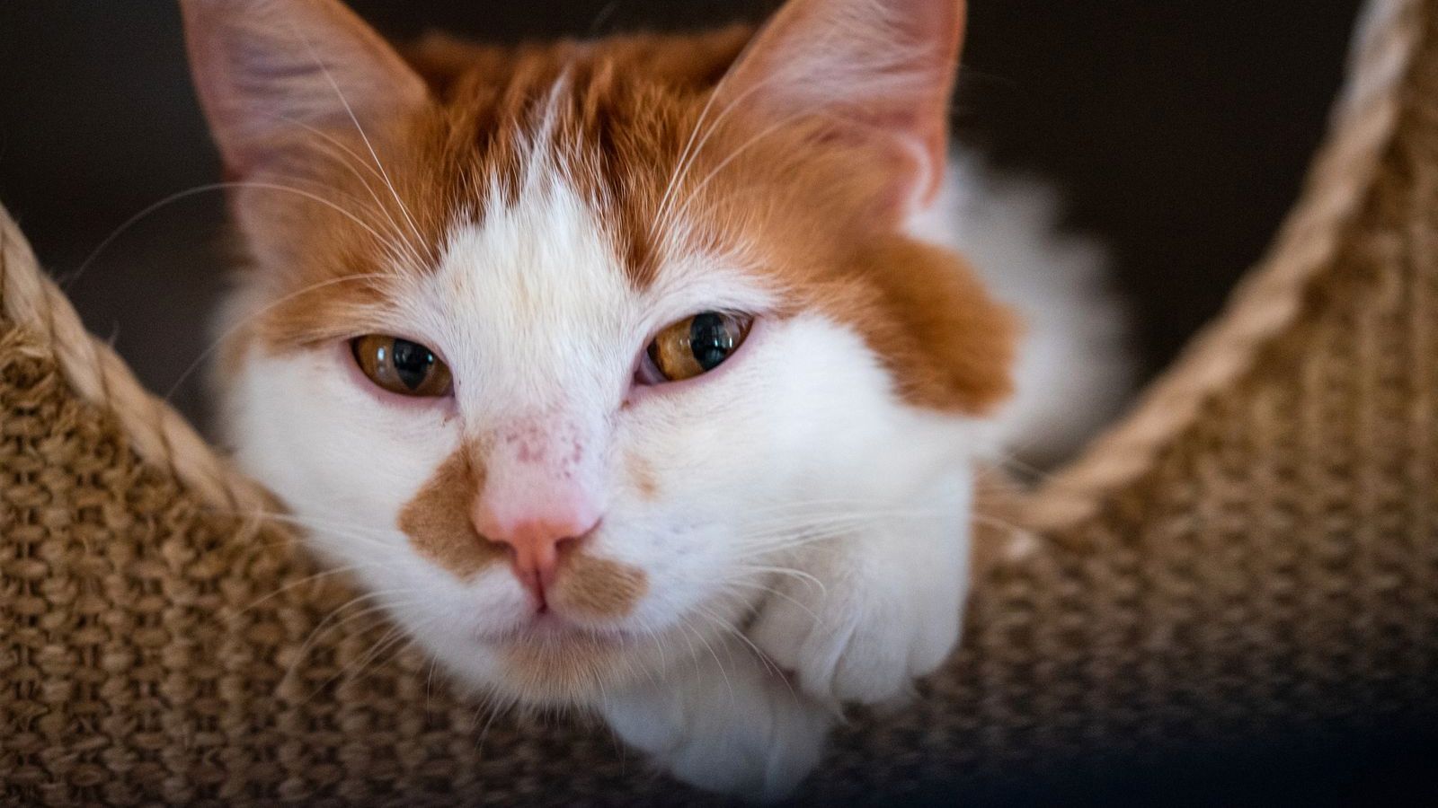 freiwilligenarbeit-griechenland-tierschutz-katze-in-korb-natucate