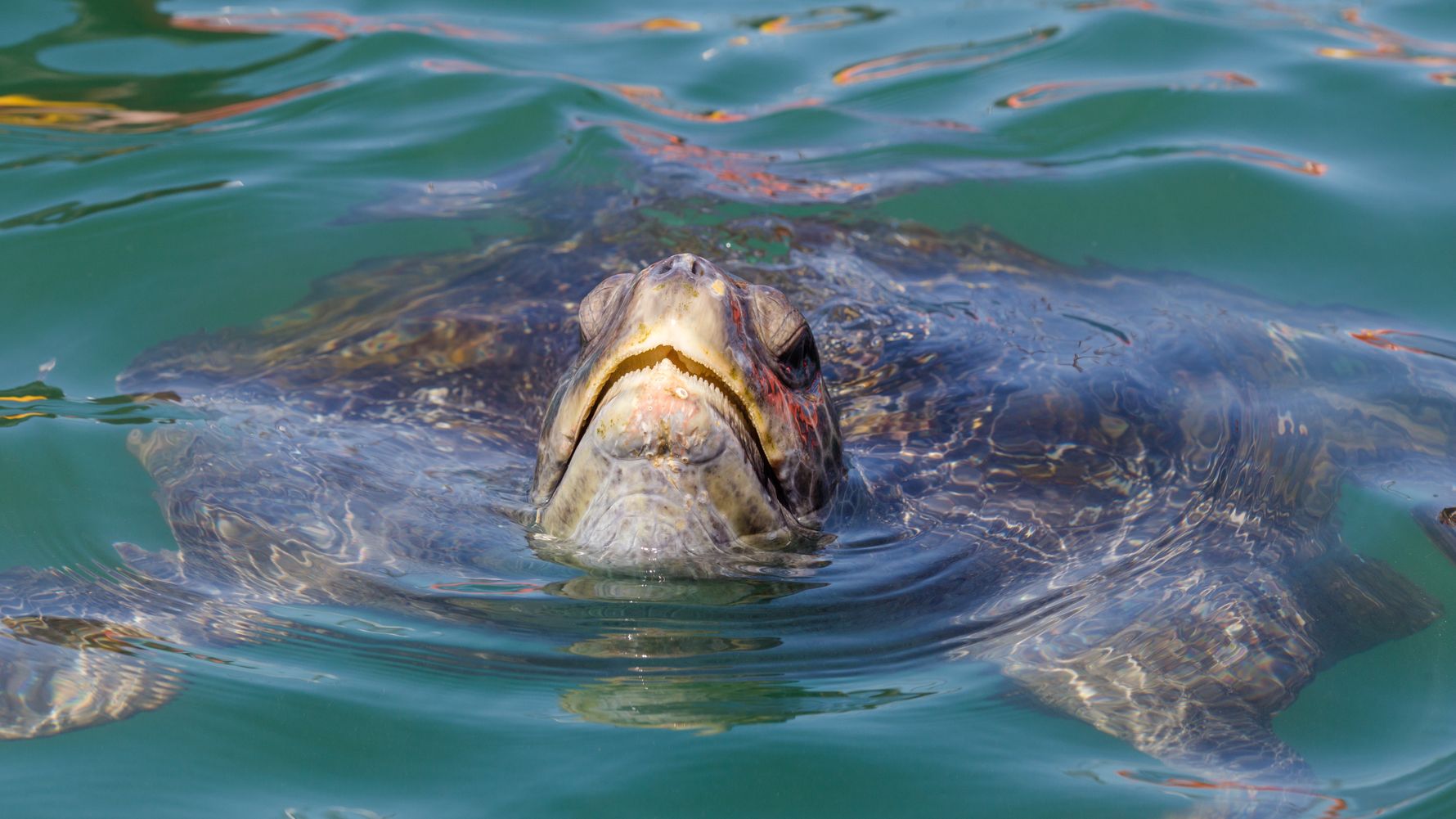 natucate-blog-knowledge-tortuga-marina