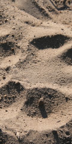 Nahaufnahme eines Pfotenabdrucks im afrikanischen Sand