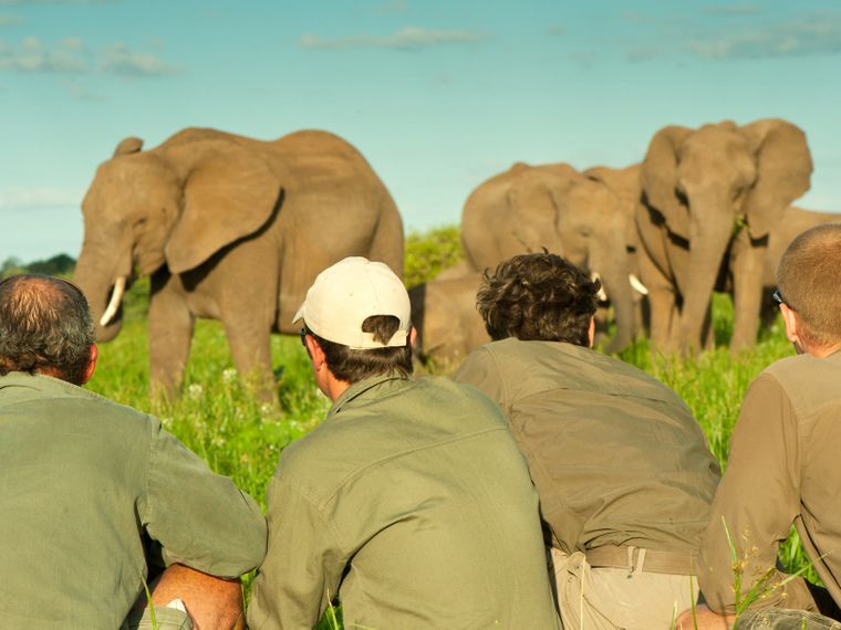 Eine Gruppe von Studenten beobachten eine Elefantenherde beim Grasen im afrikanischen Busch
