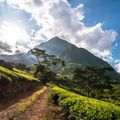 malawi-country-information-mulanje-mountain-tee-plantage