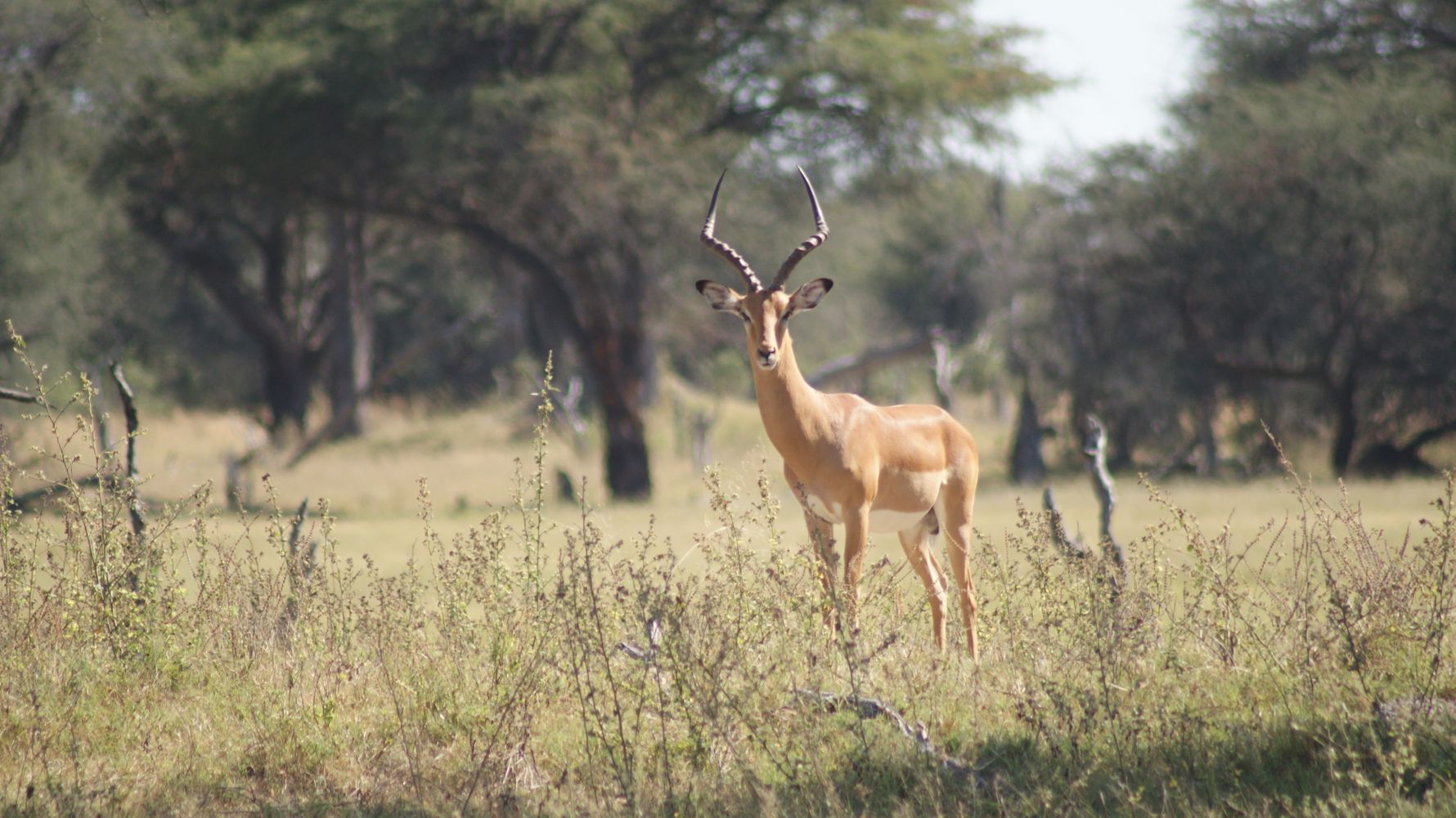 Antilope in Hwange