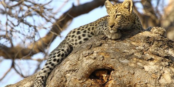 freiwilligenarbeit-suedafrika-wale-leoparden-panthera-artenschutz-natucate