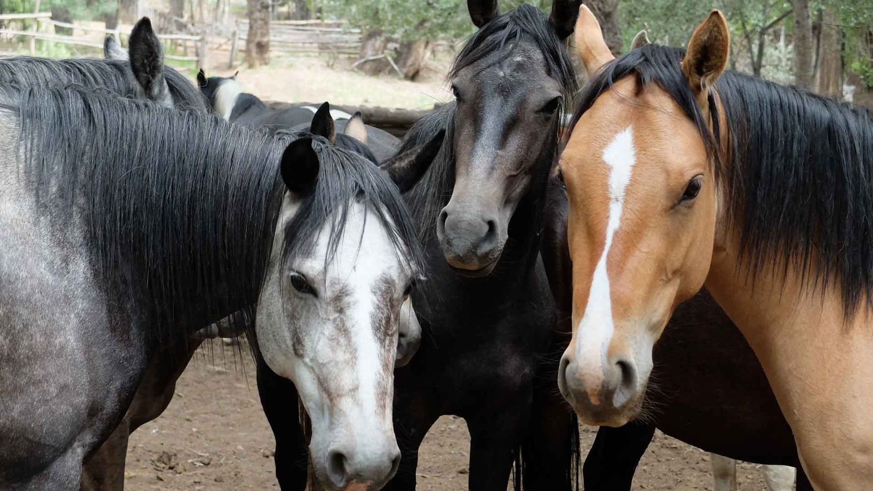 Working with horses in America: Three horses on a ranch