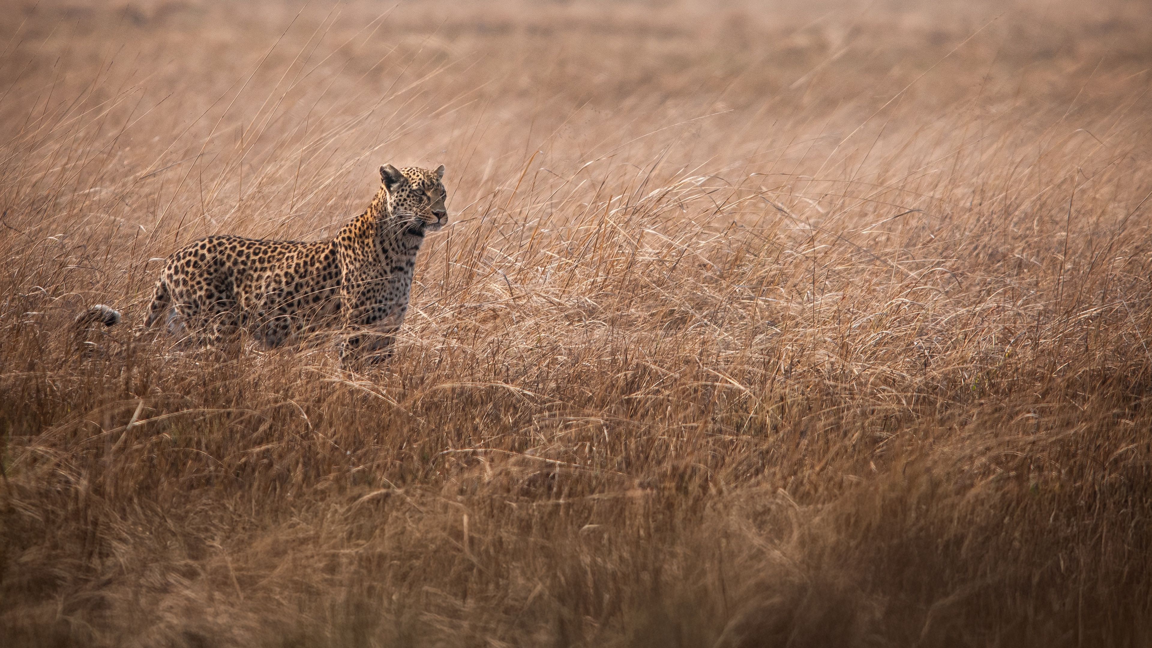 natucate-safari-authentisch-wildnis-sambia-leopard