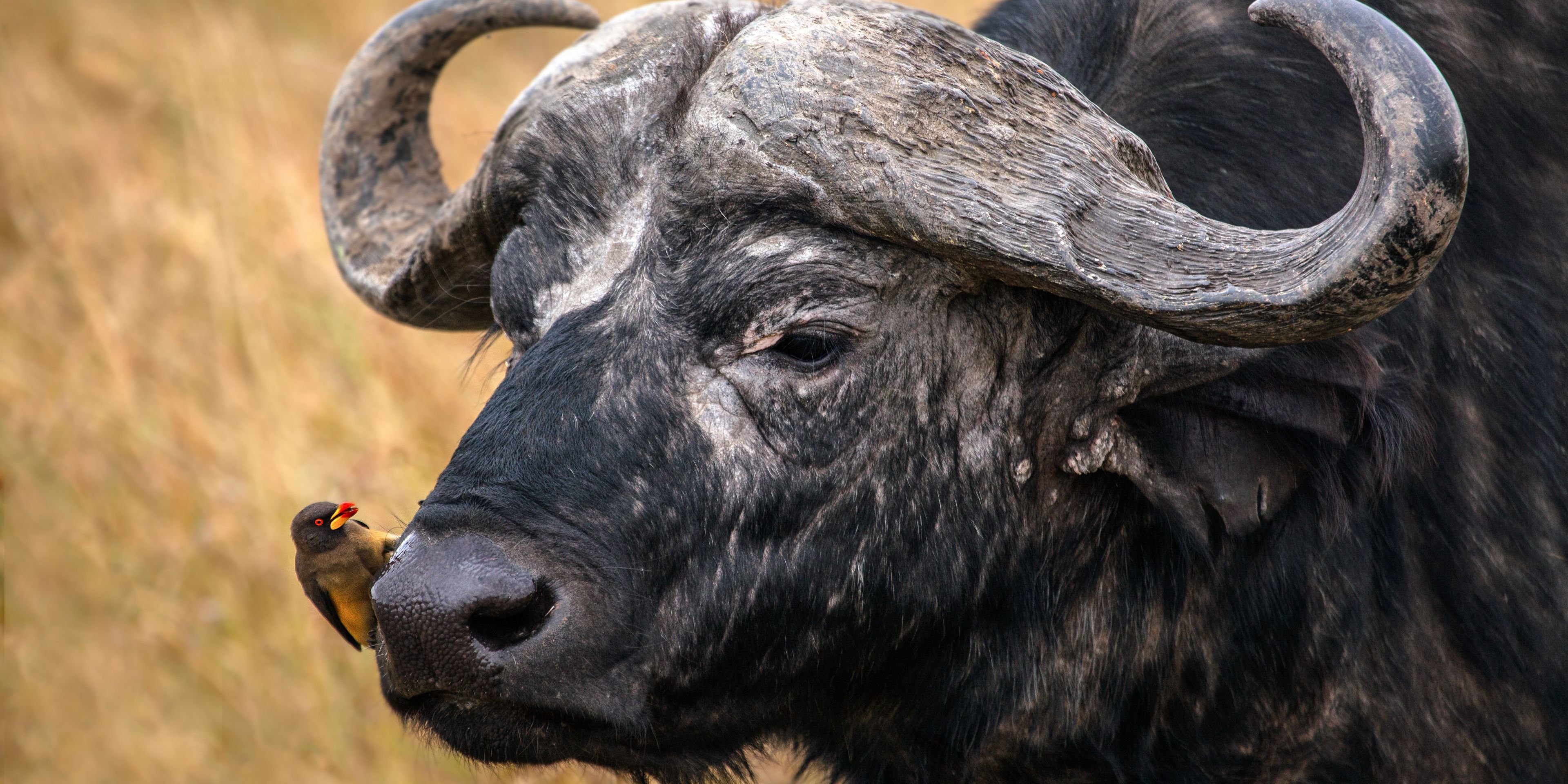 natucate-trip-kenia-masai-mara-ecoquest-buffalo-oxpecker