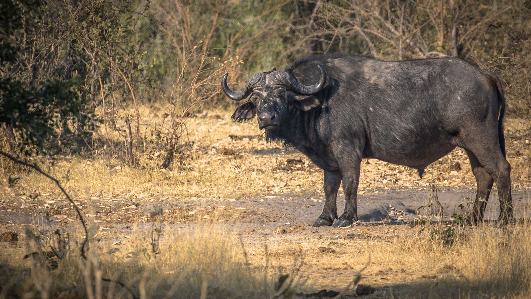 Buffalo