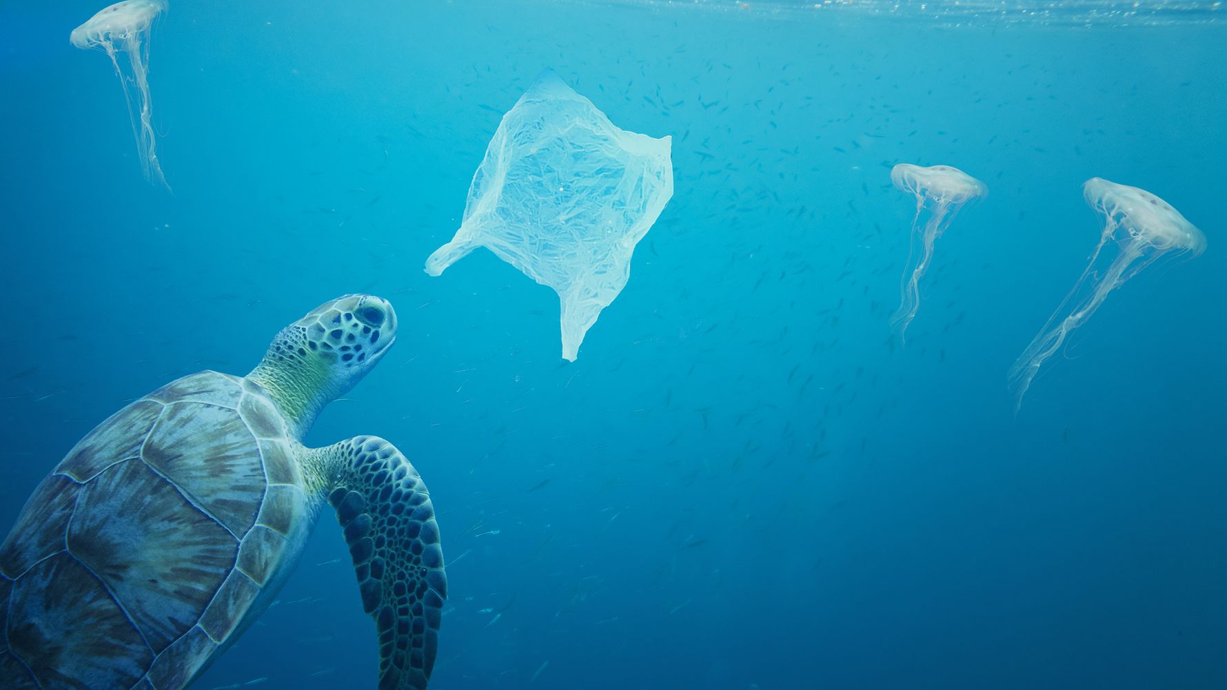 natucate-blog-knowledge-turtle-plastic