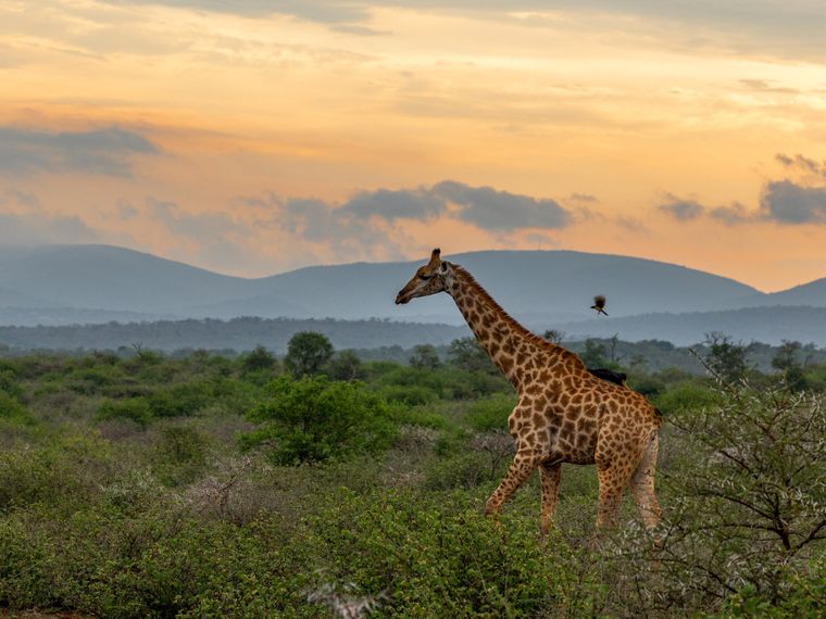 erfahrungsberichte-freiwilligenarbeit-suedafrika-fgl1-martina-giraffe-natucate
