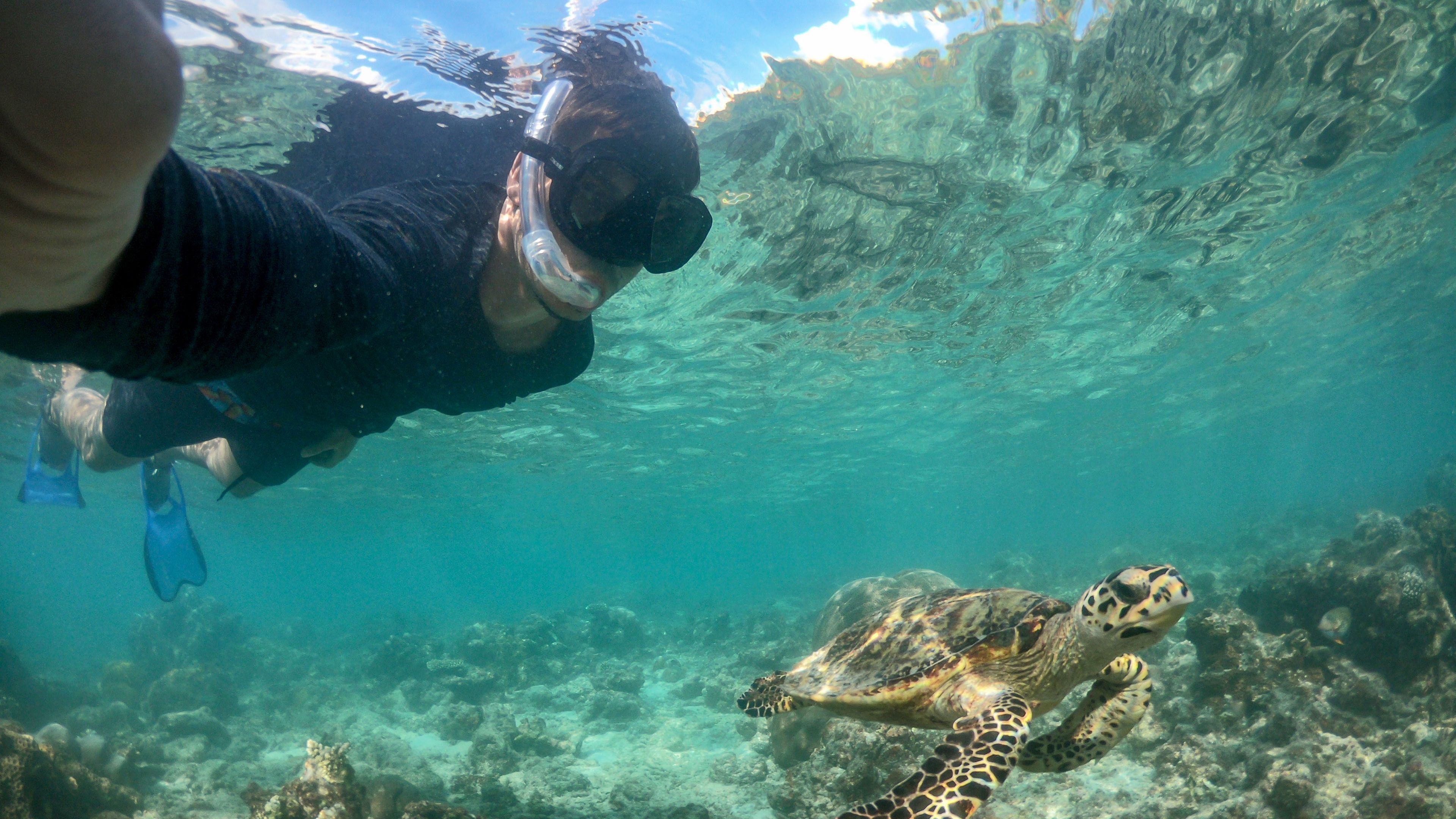 Turtle Volunteer taucht zusammen mit einer Schildkroete im Meer