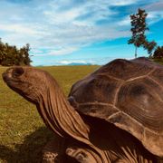 erfahrungsberichte-freiwilligenarbeit-seychellen-north-island-tanja-landschildkroete