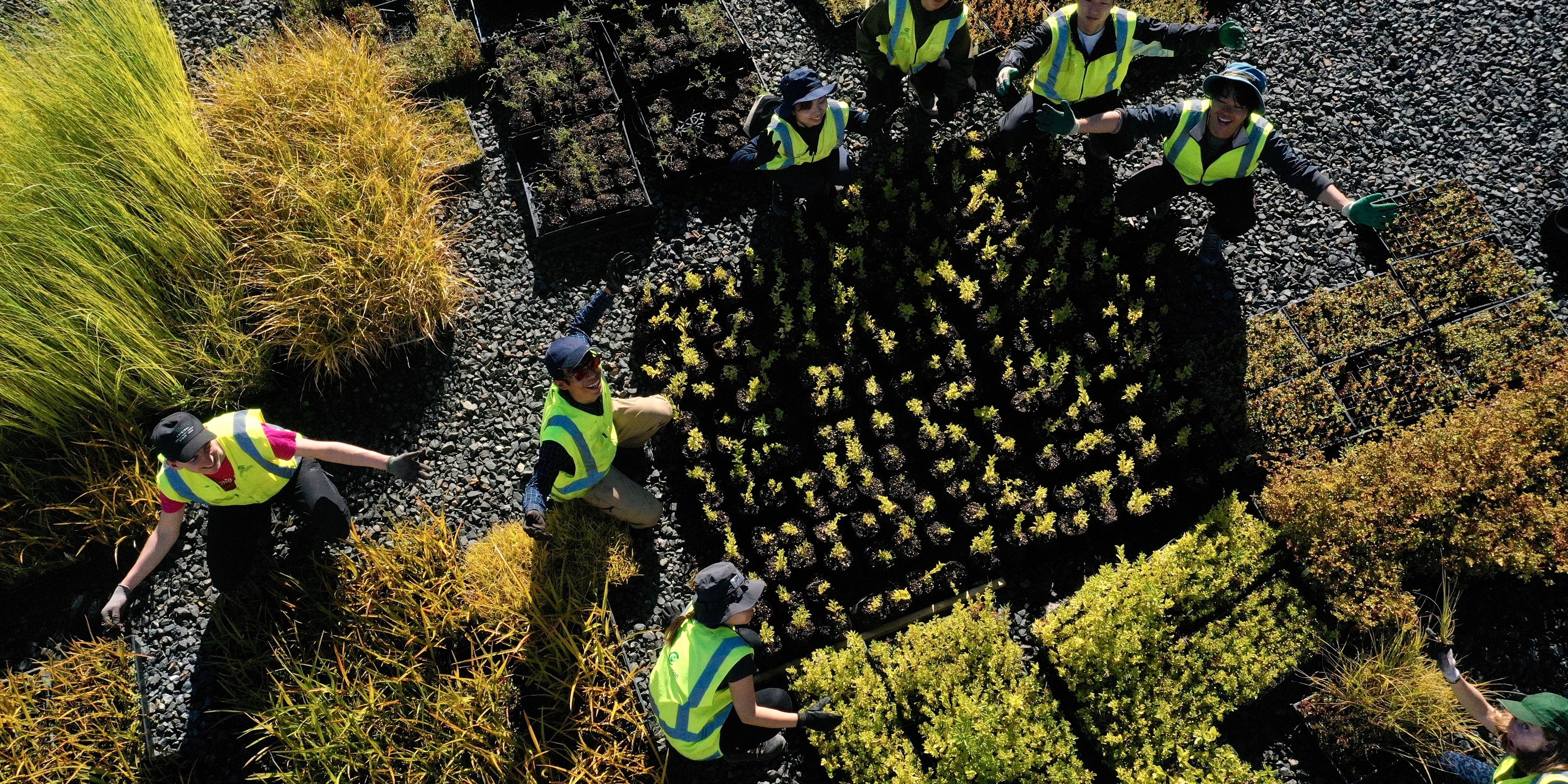 natucate-reisen-freiwilligenarbeit-neuseeland-working-planting-trees