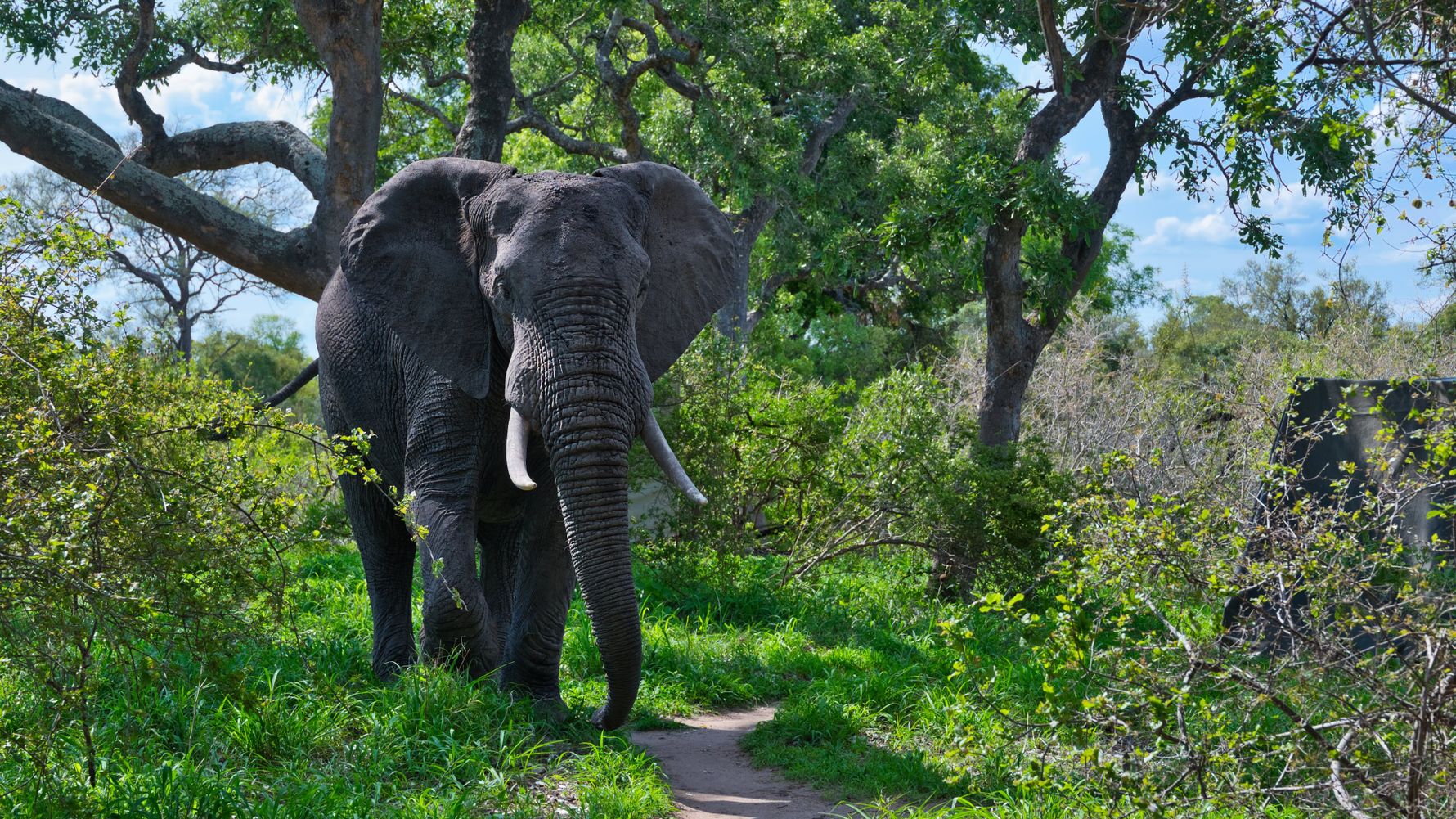 Elephant bull walking
