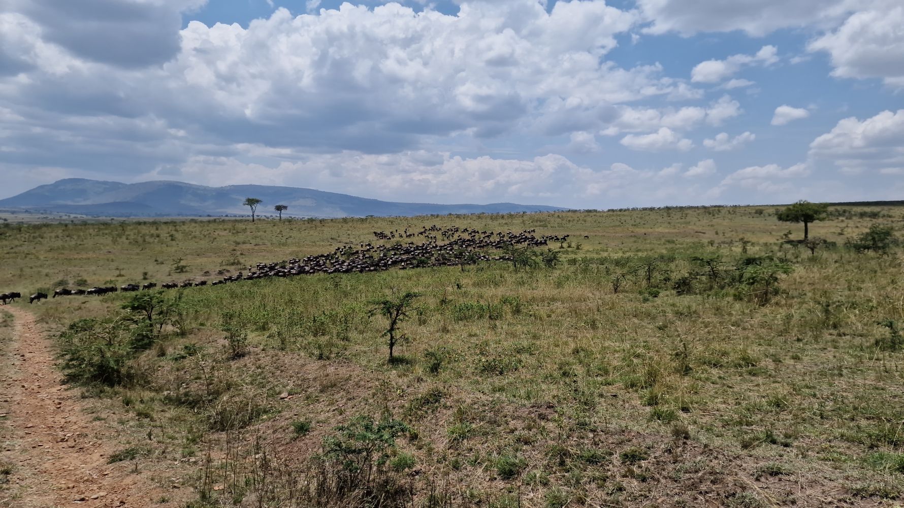 Wildebeest herd in landscape