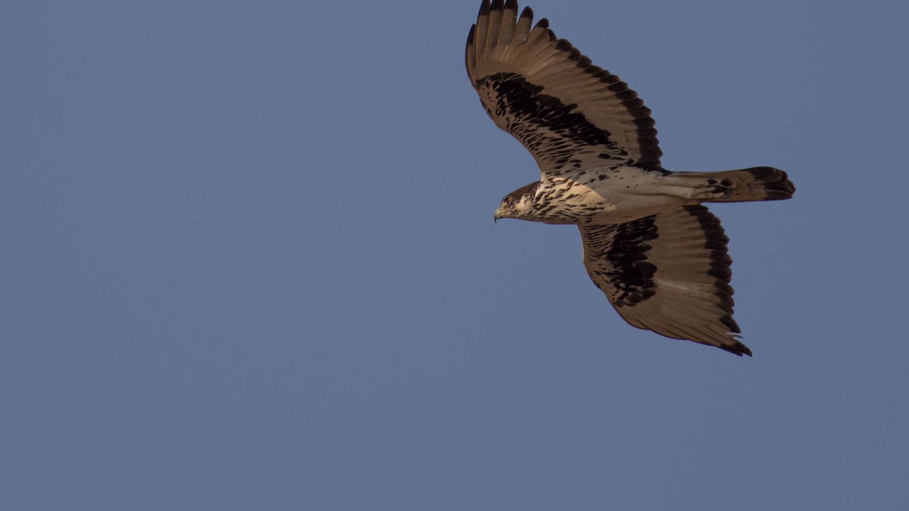Naturguide: Ein Raubvogel am Himmel