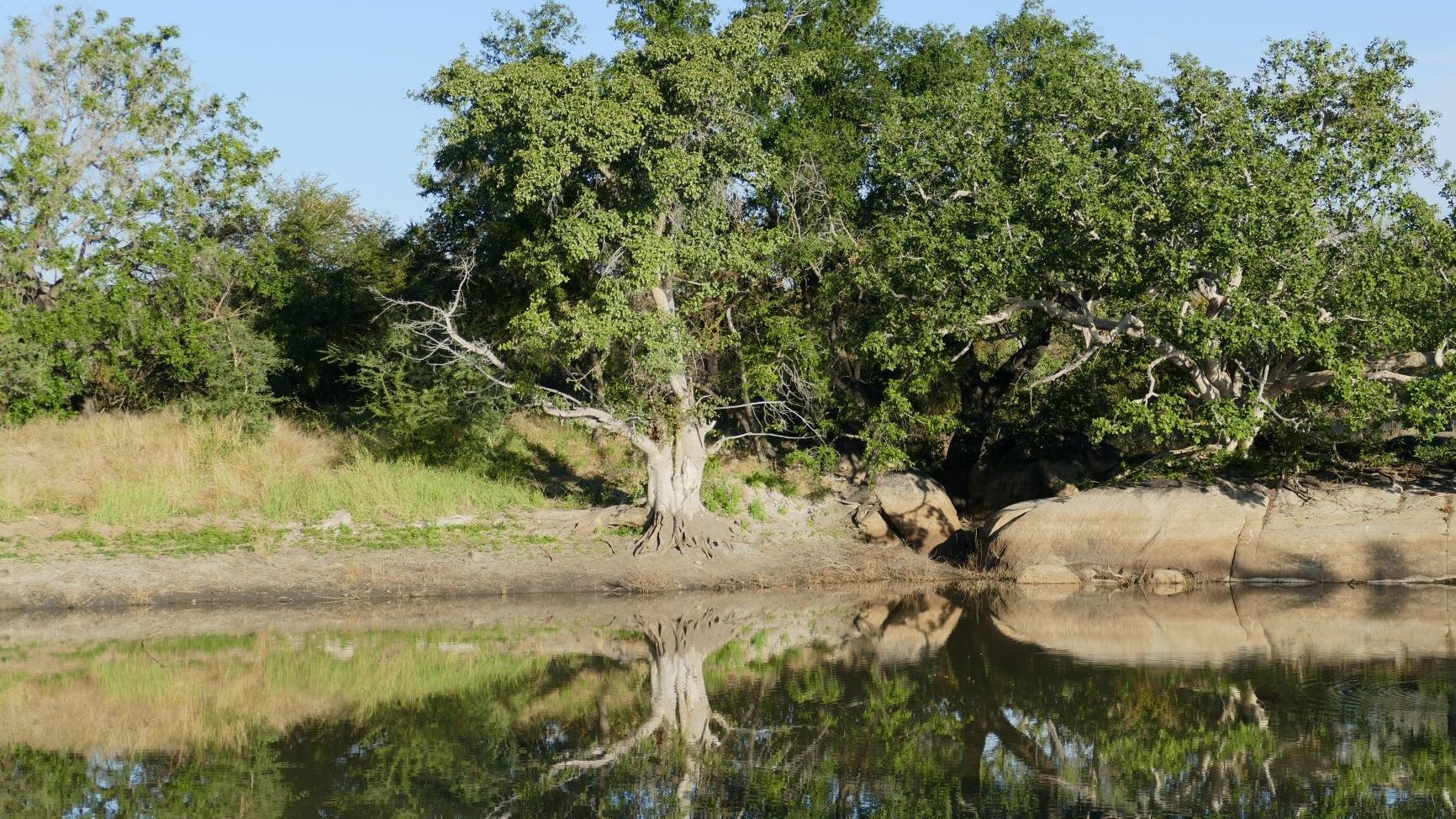 erfahrungsberichte-rangerkurse-suedafrika-field-guide-level-1-elisabeth-wasser-baeume-natucate