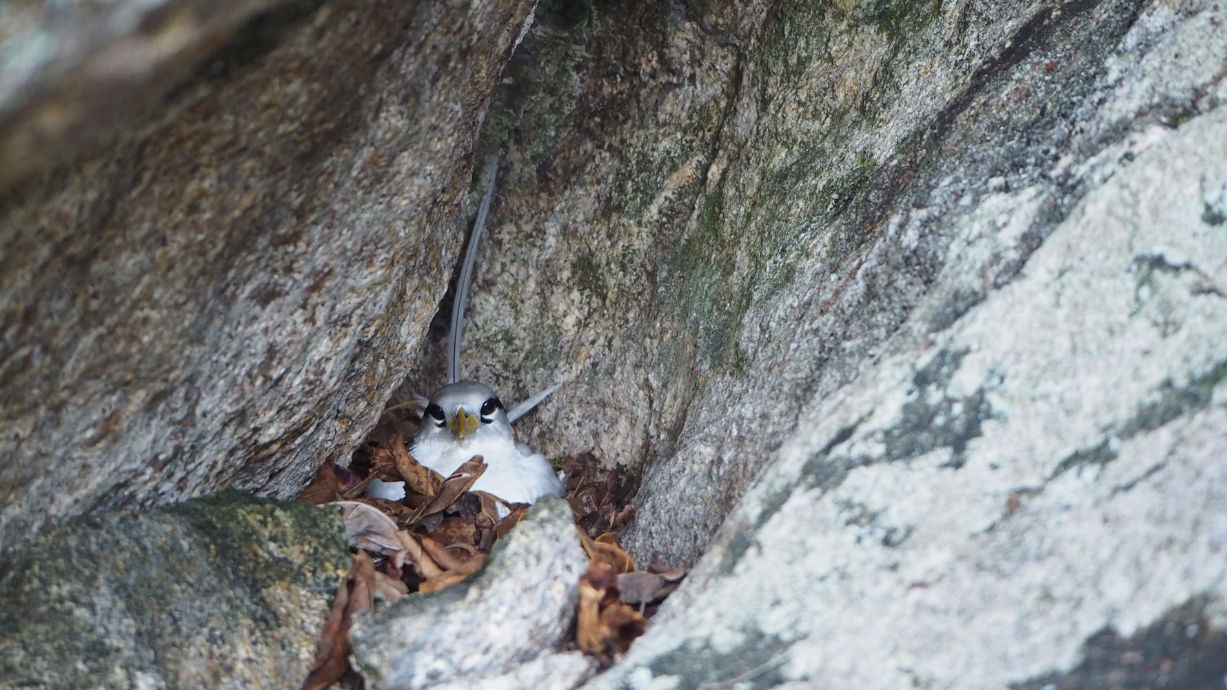 freiwilligenarbeit-seychellen-erfahrungsbericht-artenschutz-kundenfotos-vogel-natucate