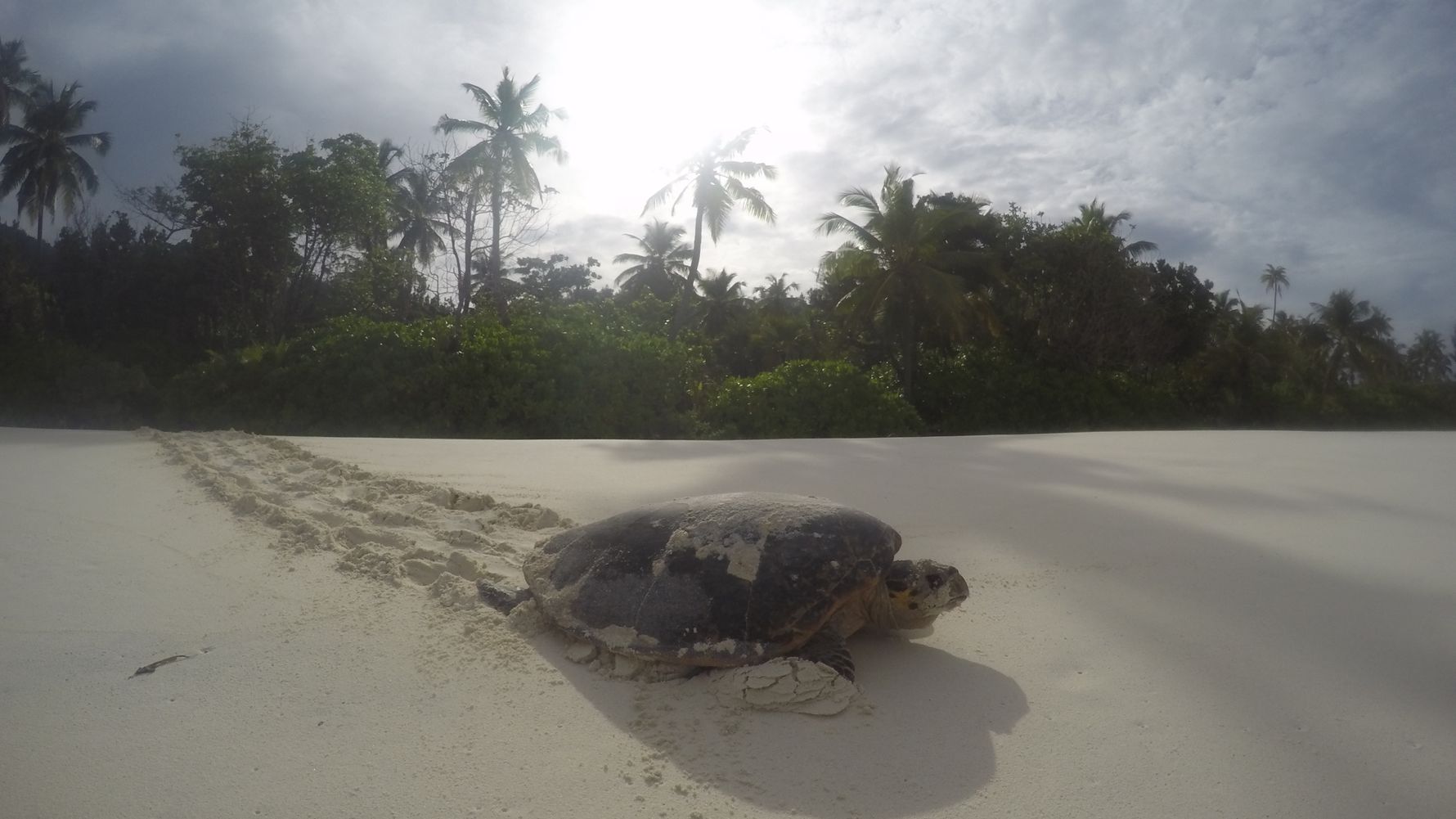 Mehrere Schildkroetenjungtiere wandern in Richtung Meer