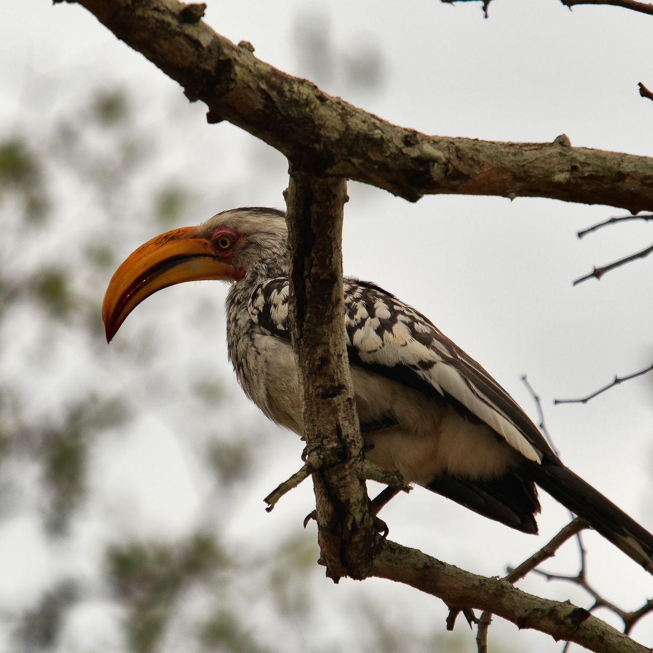 blog-erfahrungsbericht-suedafrika-ecoquest-anny-yellow-billed-hornbill-natucate