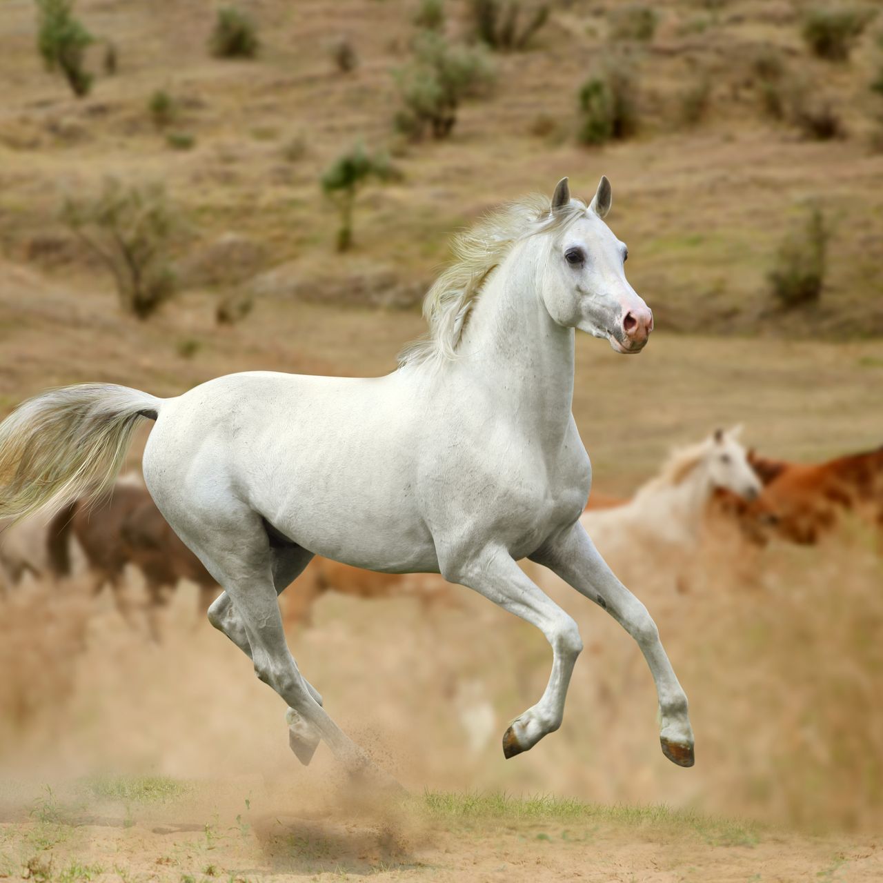 Ein Pferd steht auf einer Duene