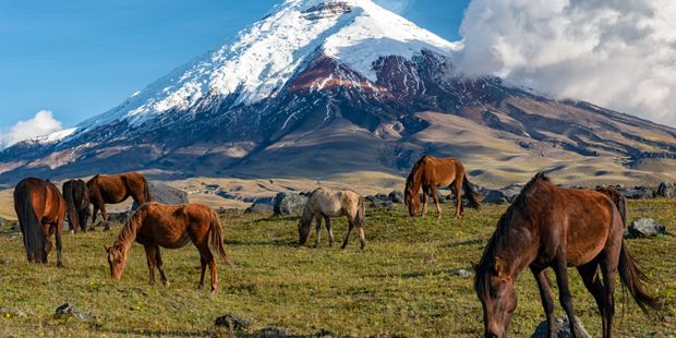 natuctae-country-info-ecuador-cotopaxi-horses
