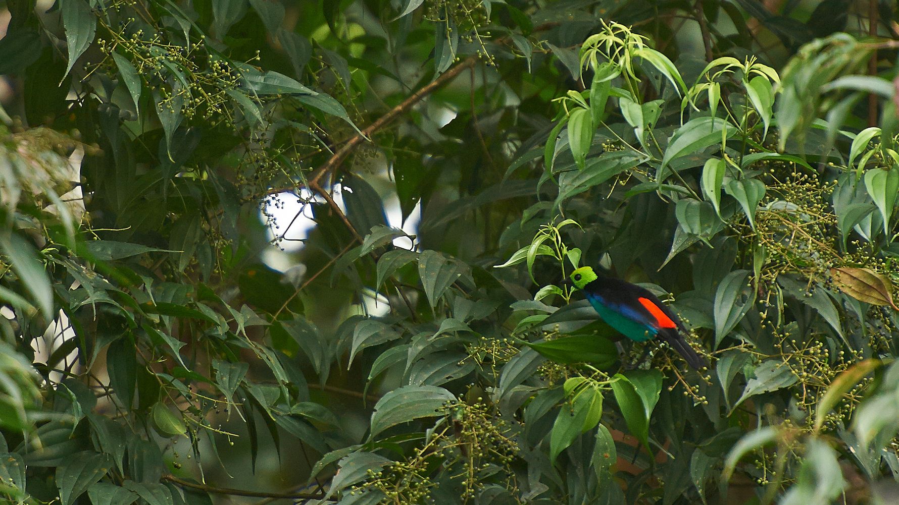 blog-ratgeber-peru-amazonas-regenwald-birding-natucate