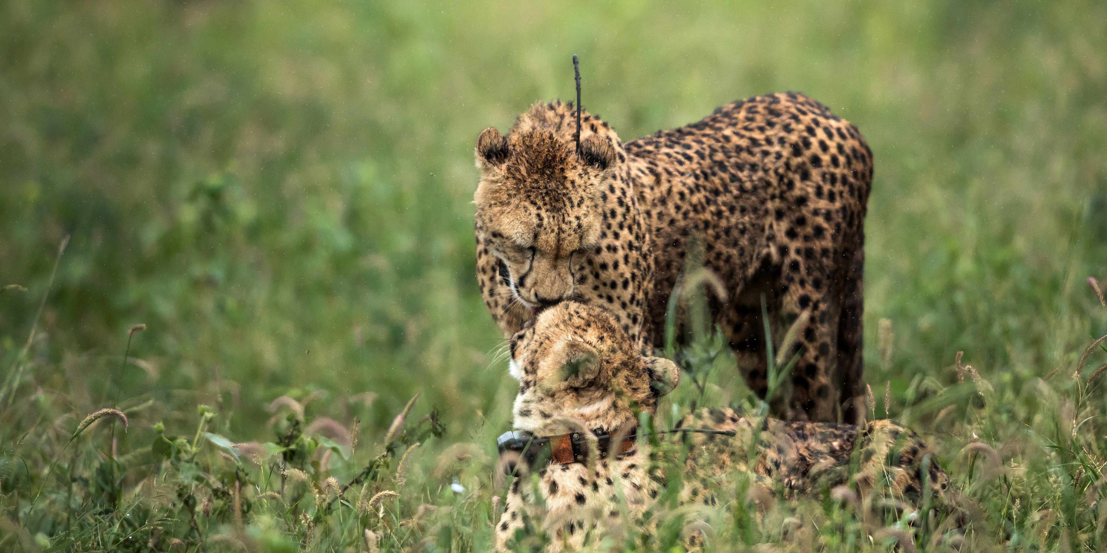 Zwei mit GPS-Halsbaendern ausgestattete Geparden auf einer Lichtung im suedafrikanischen Busch